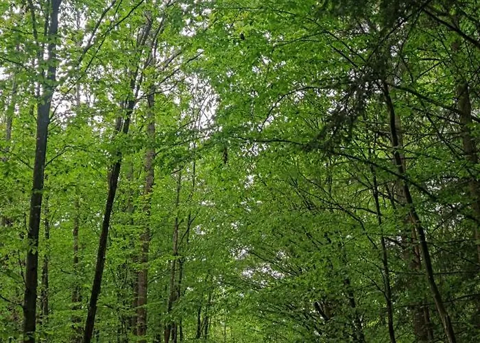 Lohmann's Zum *
